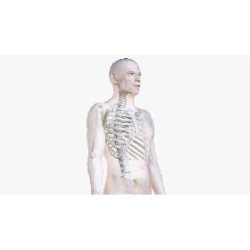 3D Male Body and Skeleton (Low Poly) model
